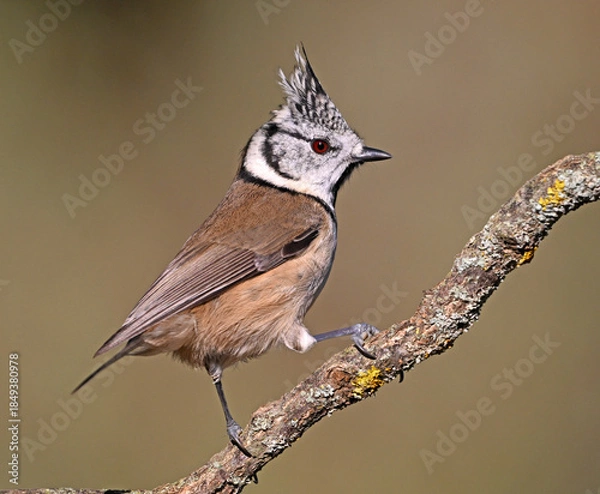 Obraz a crested tit perched on a branch