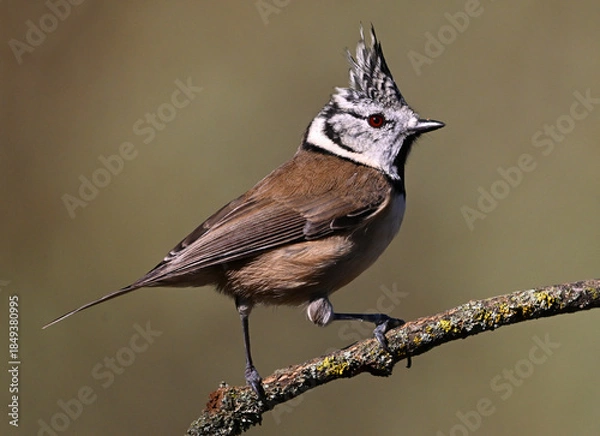 Obraz a crested tit perched on a branch