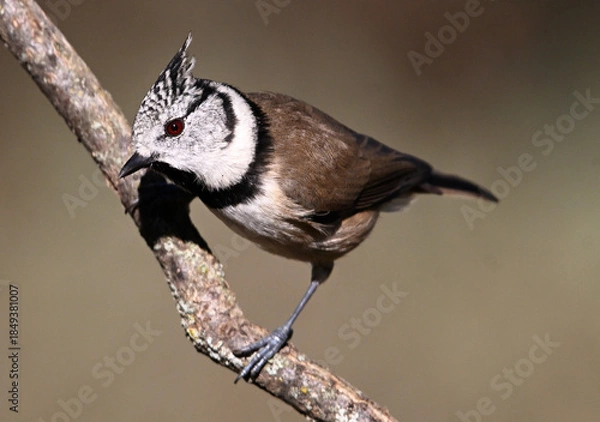 Obraz a crested tit perched on a branch