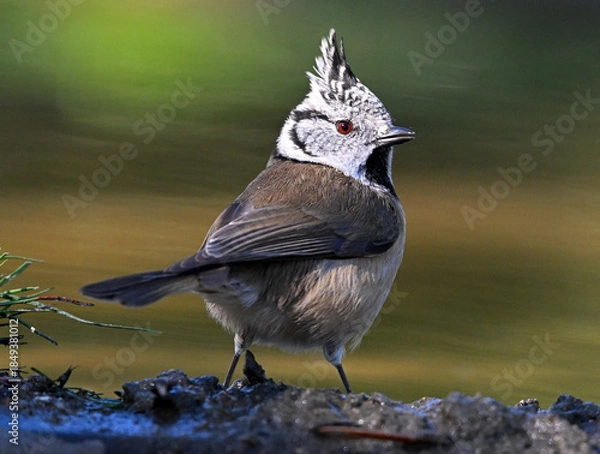 Obraz a crested tit perched on a branch