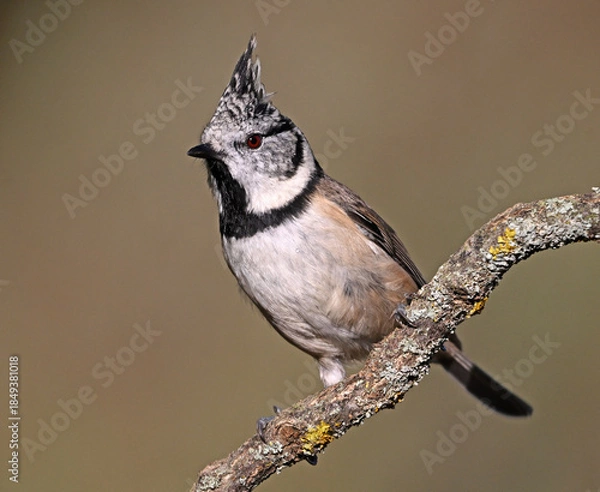 Obraz a crested tit perched on a branch