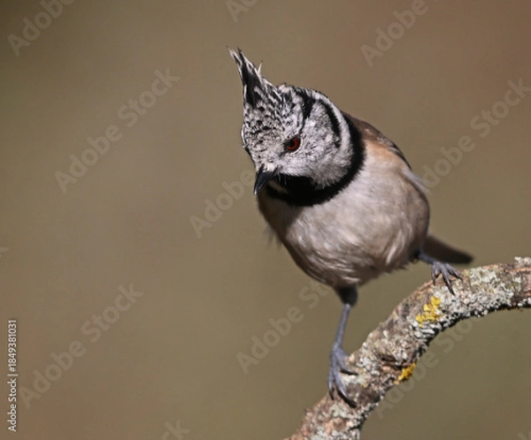 Obraz a crested tit perched on a branch