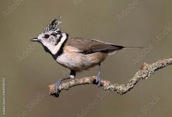 Obraz a crested tit perched on a branch