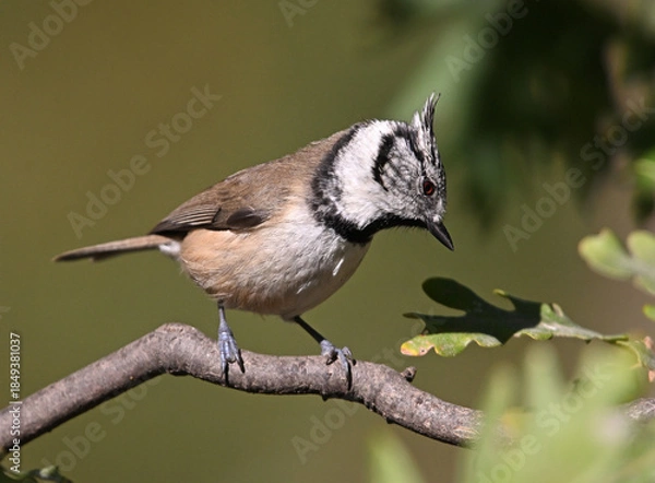 Obraz a crested tit perched on a branch