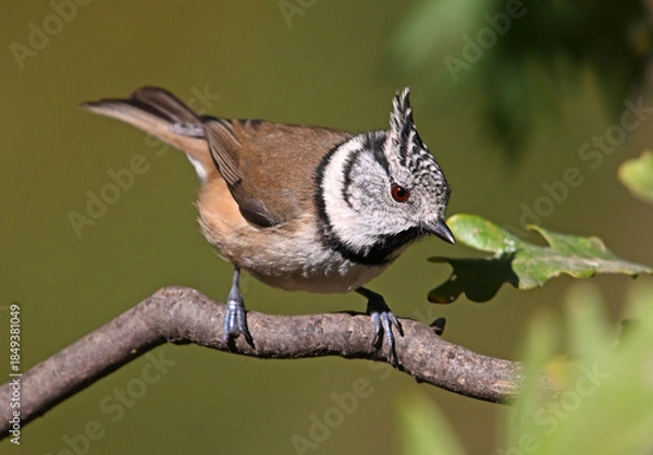 Obraz a crested tit perched on a branch