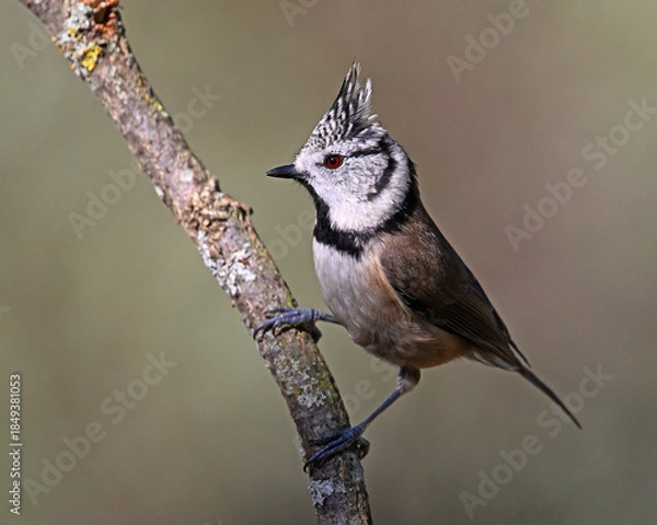 Obraz a crested tit perched on a branch