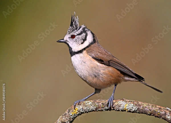 Obraz a crested tit perched on a branch