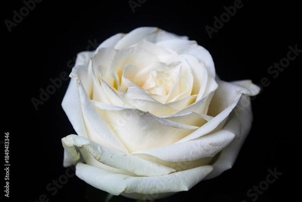 Obraz white rose isolated on black background
