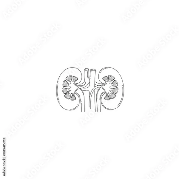 Obraz Human Kidneys Internal Structure Line Art Vector Illustration