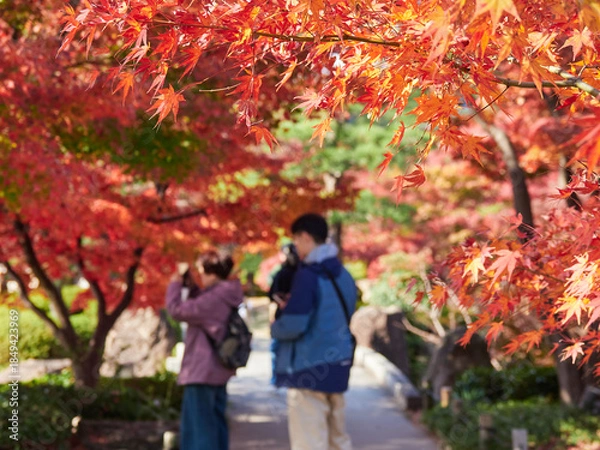 Obraz 名古屋の観光名所徳川園の鮮やかな紅葉の風景を楽しむ観光客の姿