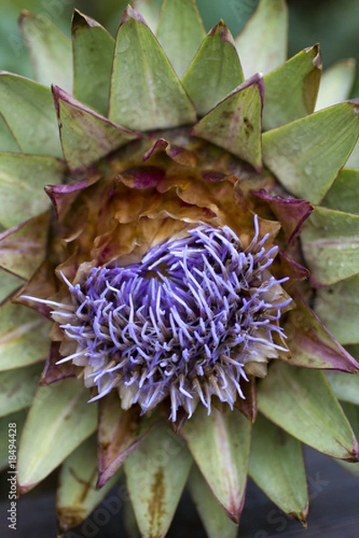Obraz Artichoke flower head