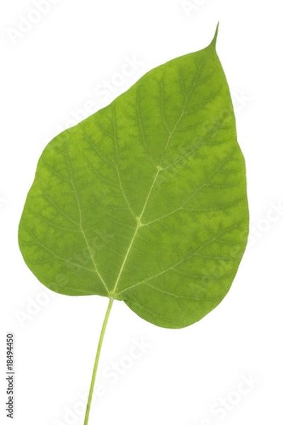 Fototapeta Catalpa leaf