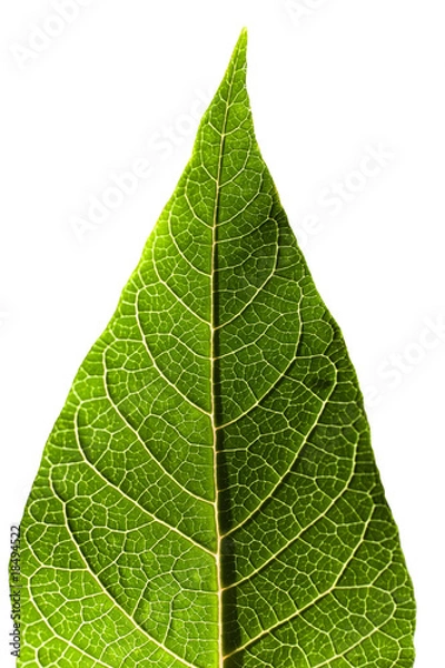 Obraz Green leaf  isolated on white