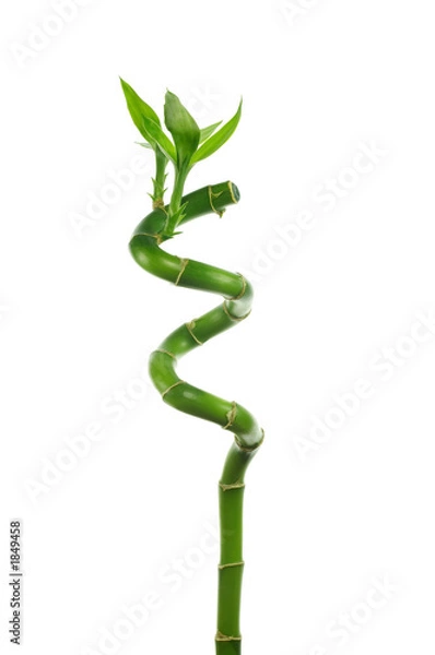 Obraz lucky bamboo