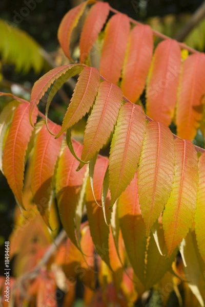 Obraz Sumac leaves in the fall