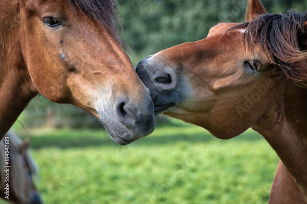 Obraz Pferde - Horses