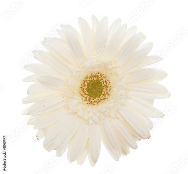 Obraz high key daisy