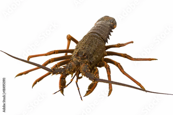 Obraz Crayfish isolated on white background