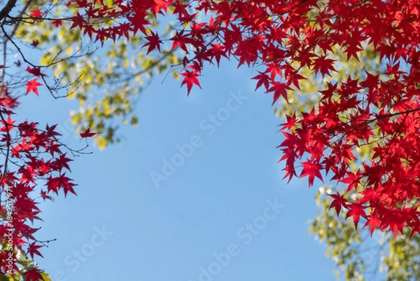 Obraz 晴れた青空に真っ赤な紅葉が映えて