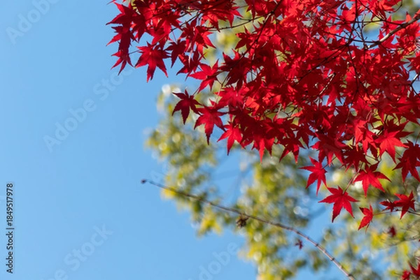 Obraz 晴れた青空に真っ赤な紅葉が映えて