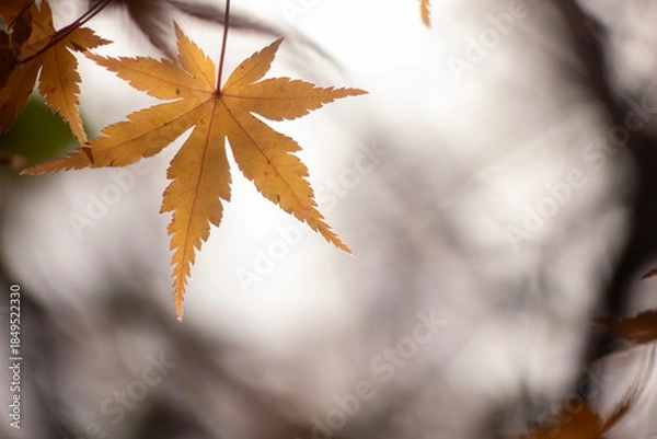 Obraz 美しい黄葉　晩秋の公園の風景