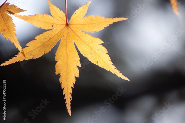 Obraz 美しい黄葉　晩秋の公園の風景