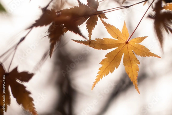 Obraz 美しい黄葉　晩秋の公園の風景