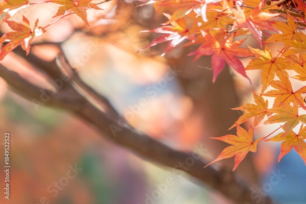 Obraz 美しい黄葉　晩秋の公園の風景