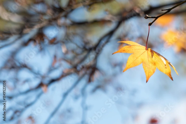 Obraz 美しい黄葉　晩秋の公園の風景