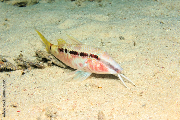 Obraz Red sea goatfish