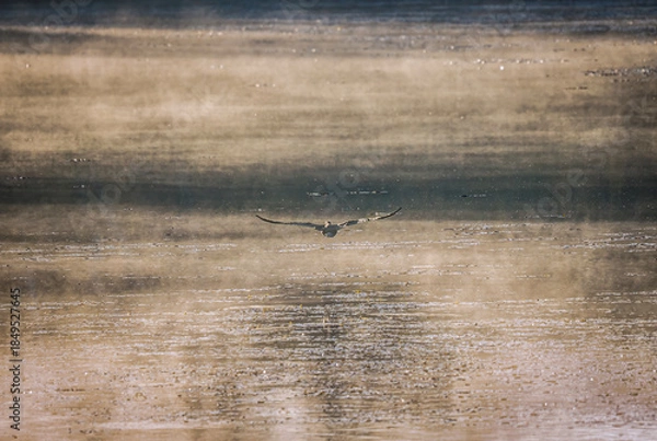 Obraz grunge background with birds