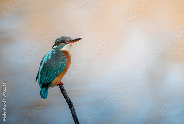 Obraz lilac breasted roller