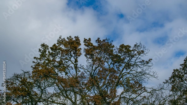 Obraz view of oak tree canopies under a blue sky with white clouds