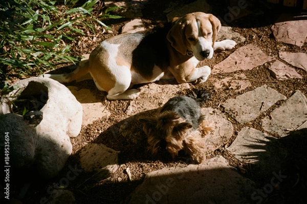 Fototapeta Two dogs are resting on a stone path. A larger beagle lies on one side while a small yorkshire terrier relaxes nearby. They are surrounded by greenery in a garden setting.Analog film photo.