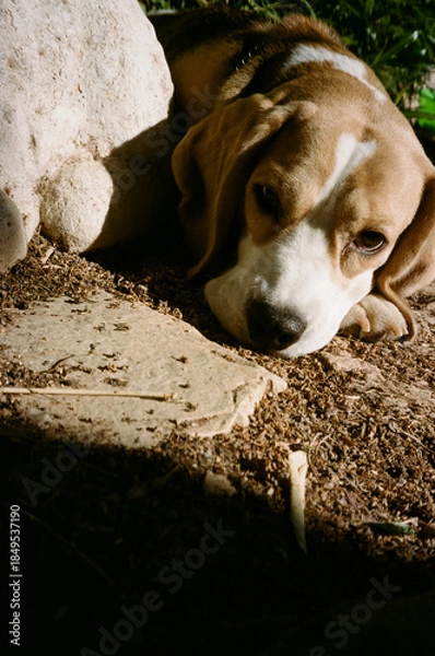 Fototapeta A dog lies down on the dirt near a stone. The sun shines down, creating shadows. The scene shows a garden setting with green plants in the background.Analog 35mm film photo.
