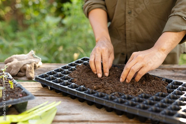 Fototapeta Spreading organic soil mix into seedling nursery tray for cultivation