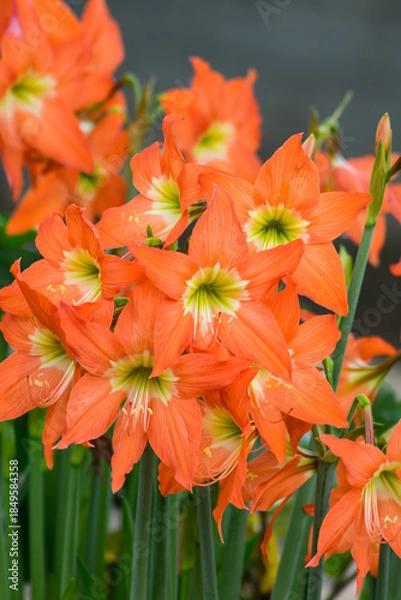 Fototapeta amarylis flower