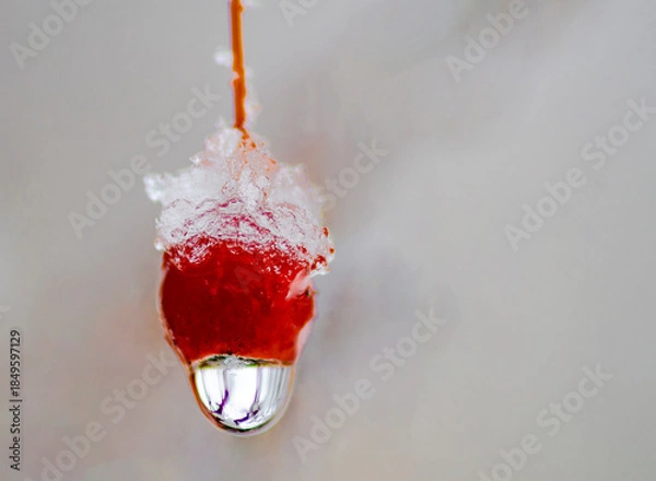 Obraz 586-36 Iced Crabapple