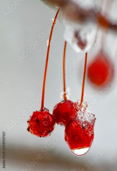 Obraz 586-37 Iced Crabapples