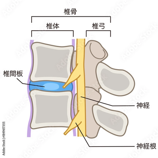 Obraz 椎間板の構造　腰椎椎間板ヘルニア