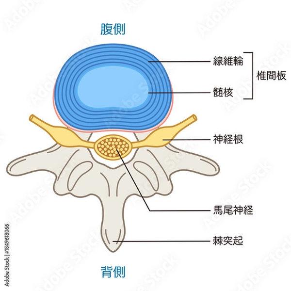 Obraz 椎間板の構造　腰椎椎間板ヘルニア