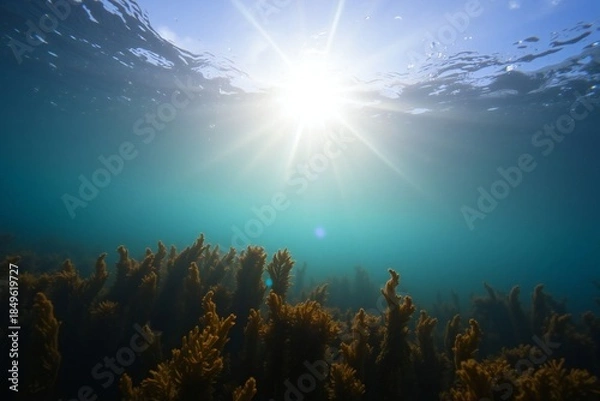 Obraz Sunlit Underwater Kelp Forest