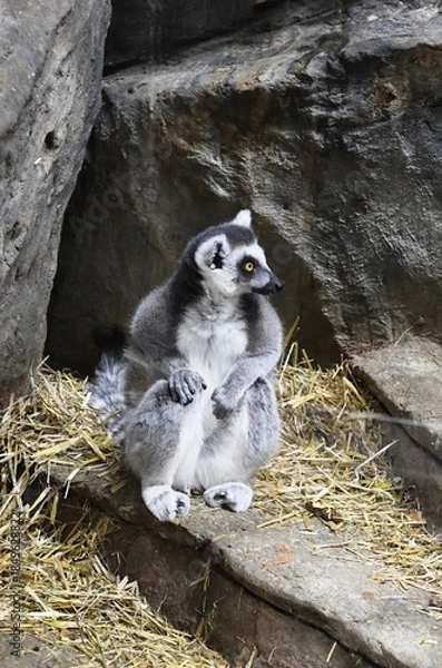 Obraz exotic monkeys in nature