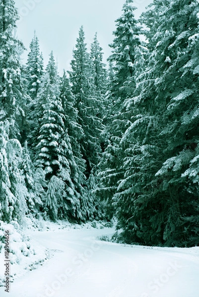 Obraz Idaho Panhandle National Forest
