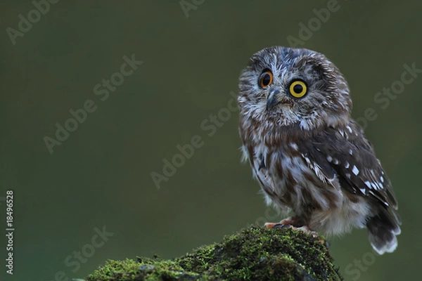 Obraz Saw Whet Owl