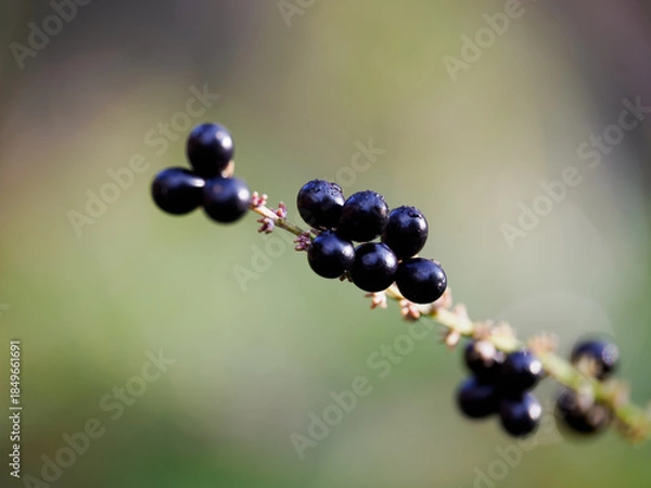 Obraz 黒く熟したヤブランの実