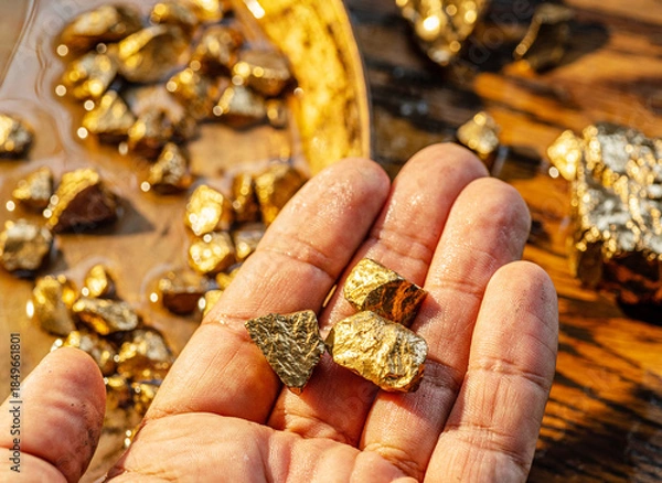 Obraz Gold nuggets on a brass plate and on palm. Imitation gold nuggets.
