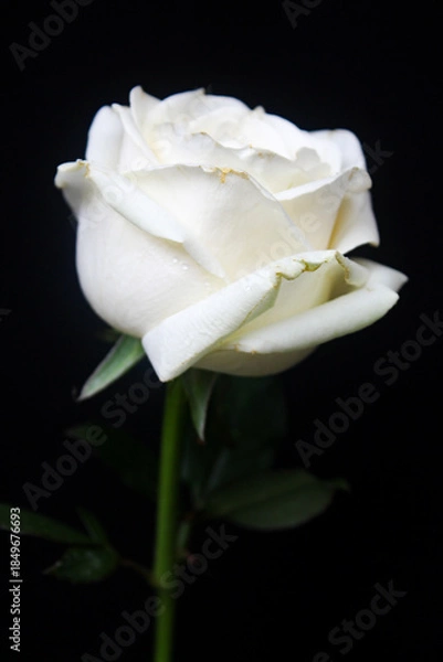 Obraz white rose isolated on black background