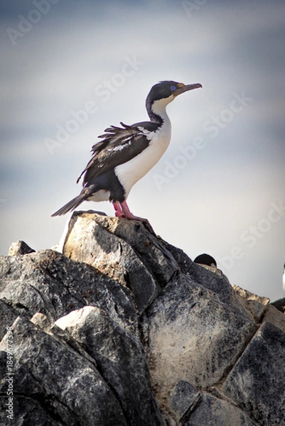 Obraz Cormoran, Ushuaïa Argentine