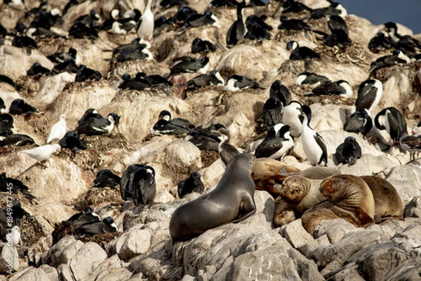 Obraz Lion de mer, Ushuaïa Argentine
